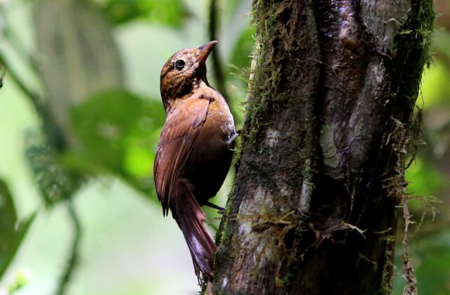 Uniform Treehunter
