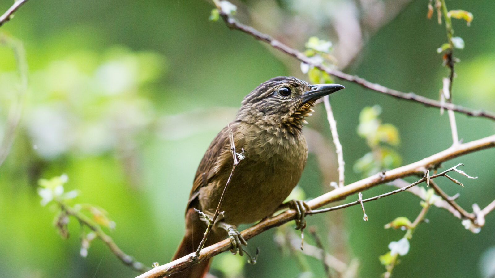 Black-billed Treehunter