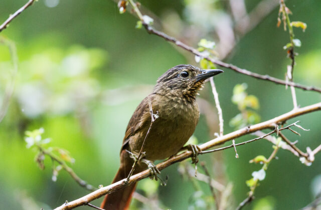 Black-billed Treehunter