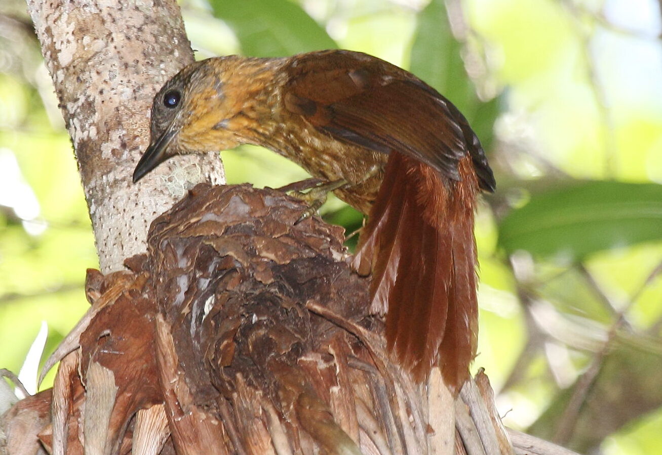 Streak-breasted Treehunter