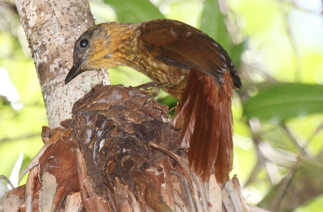 Streak-breasted Treehunter