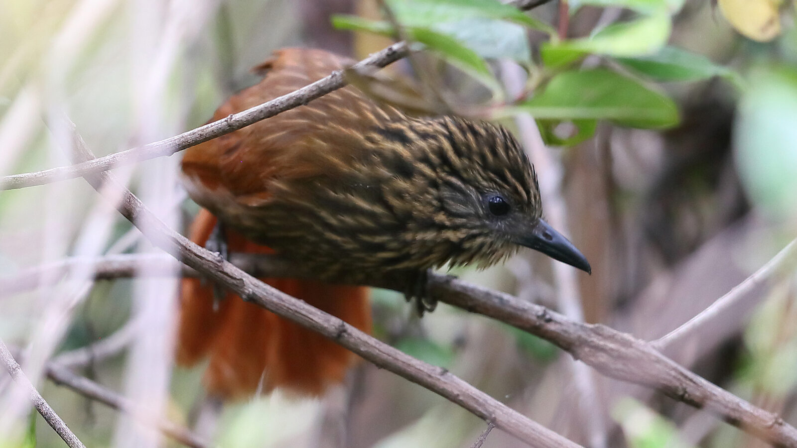 Peruvian Treehunter