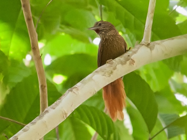 Delta Amacuro Softtail