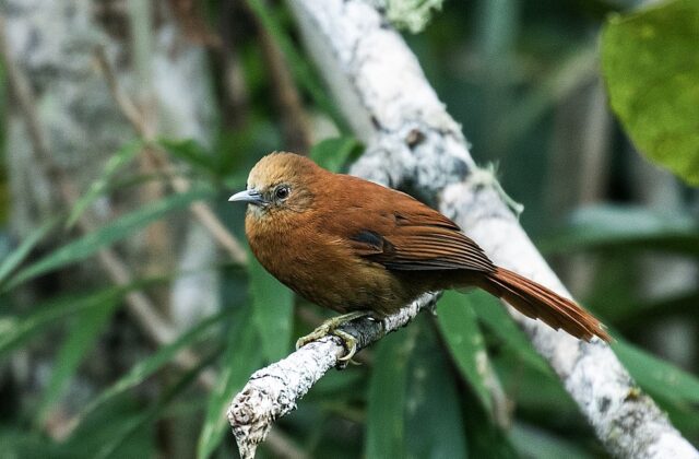 Russet-mantled Softtail