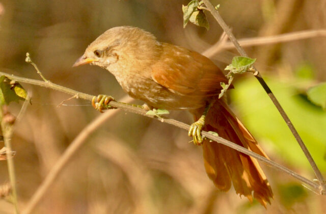 Plain Softtail