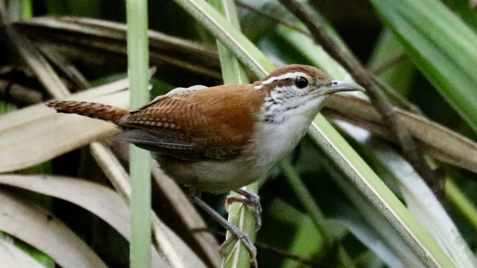 Rufous-and-white Wren