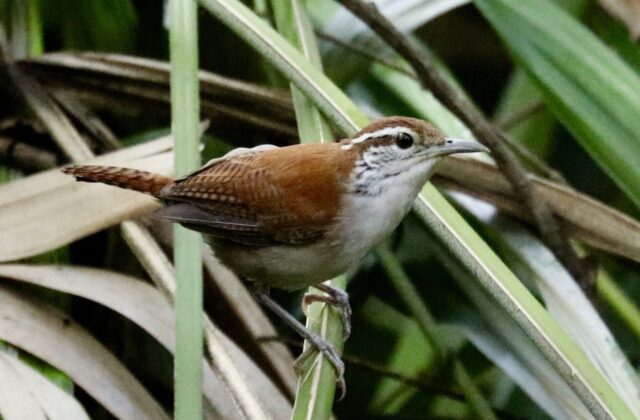 Rufous-and-white Wren