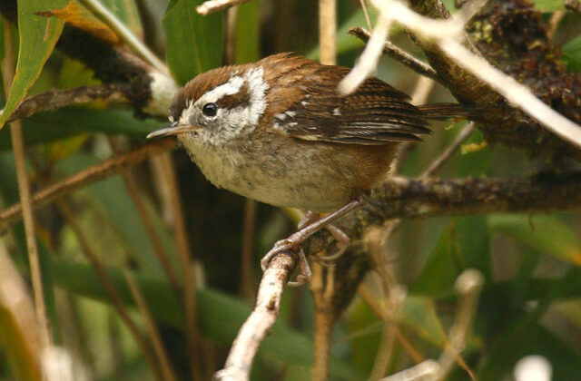 Timberline Wren