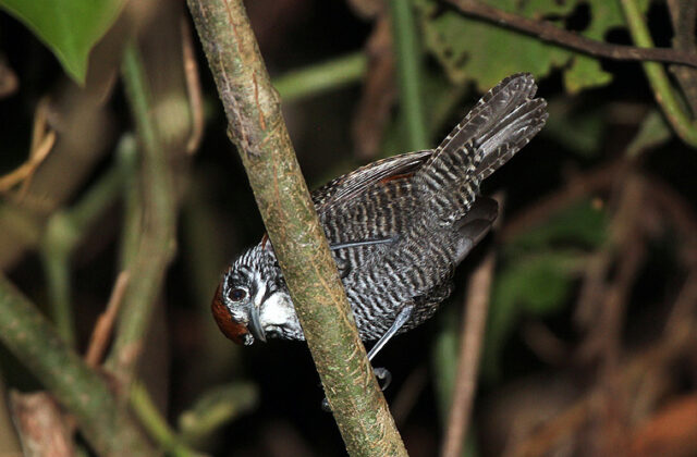 Riverside Wren