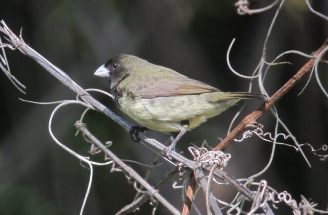 Black-faced Grassquit