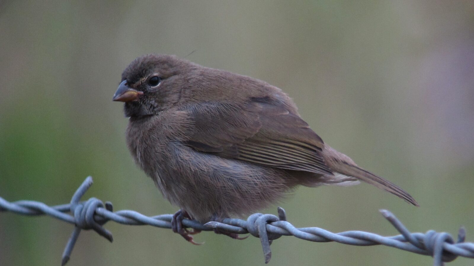 Yellow-faced Grassquit