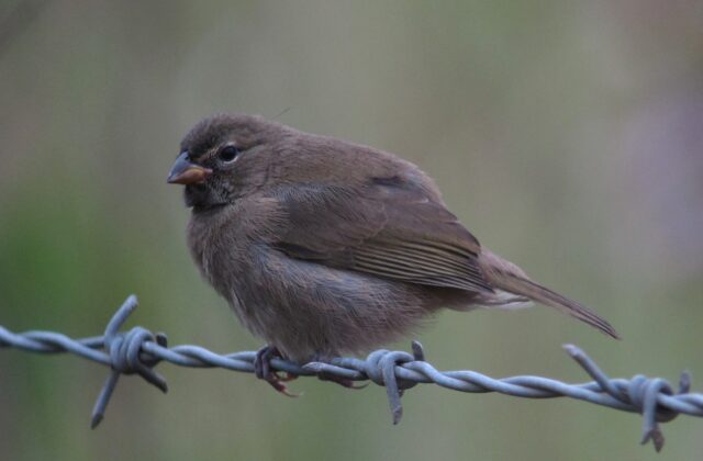 Yellow-faced Grassquit