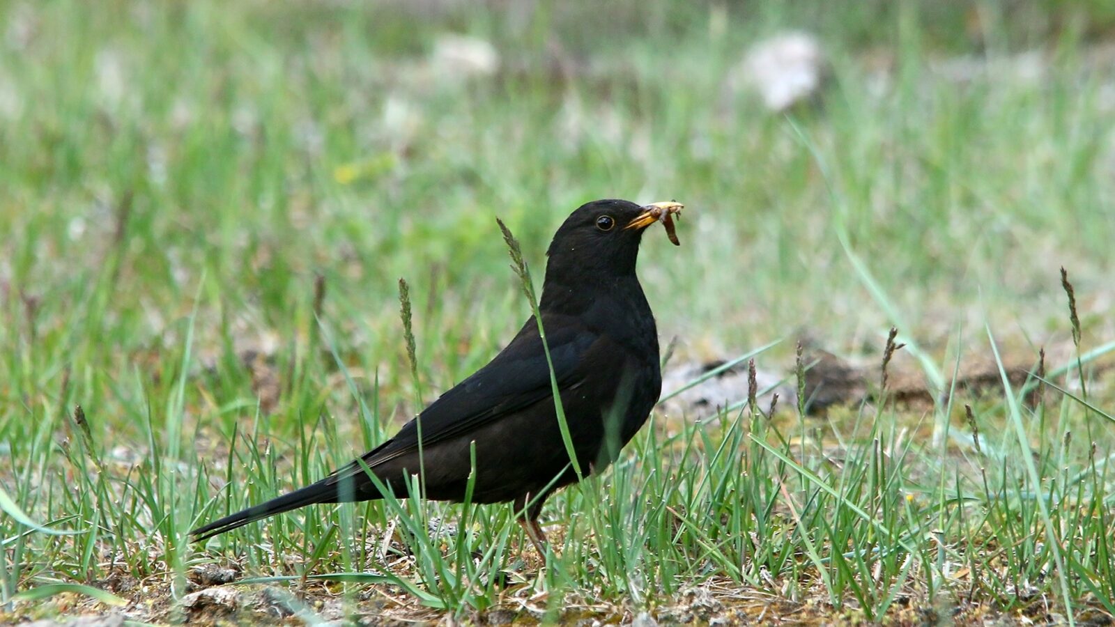 Tibetan Blackbird