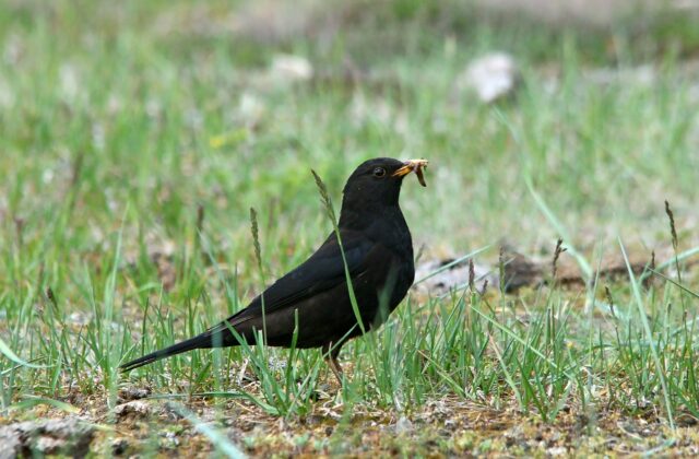 Tibetan Blackbird