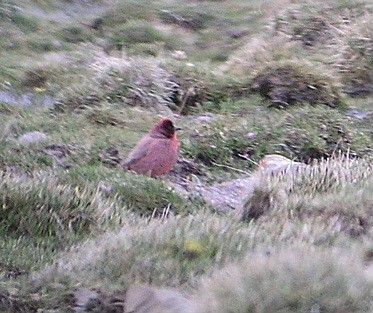Tibetan Rosefinch