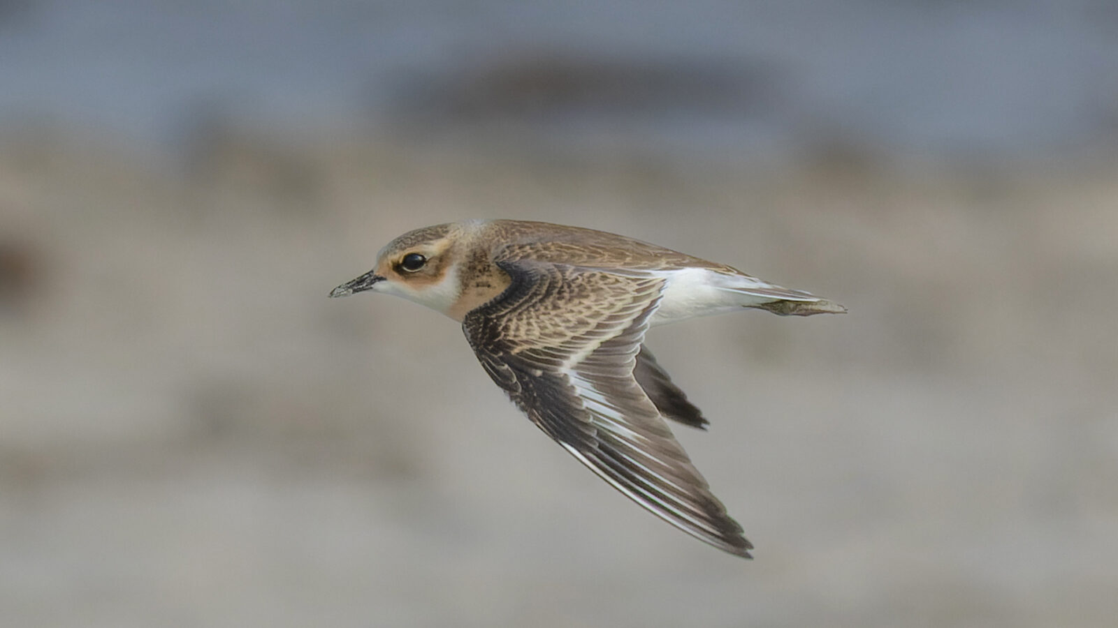 Tibetan Sand Plover
