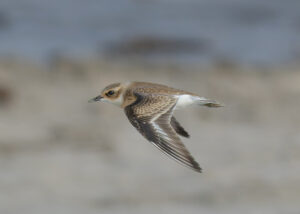 Tibetan Sand Plover
