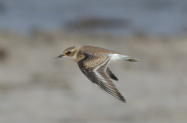 Tibetan Sand Plover