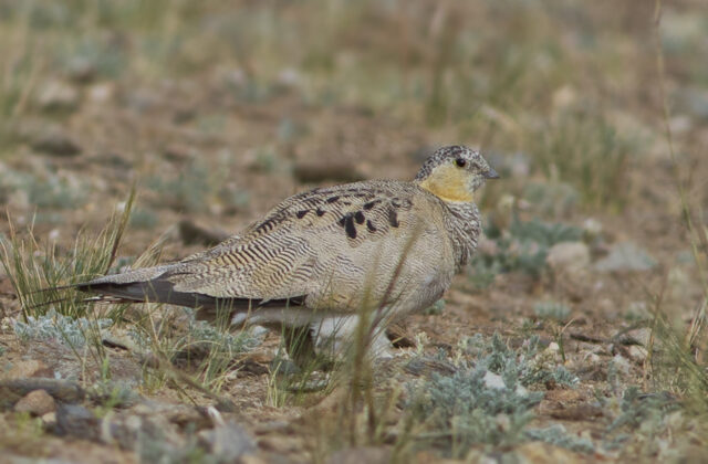 Tibetan Sandgrouse