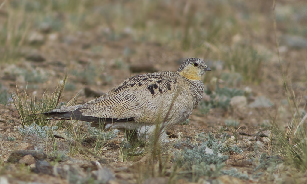 Tibetan Sandgrouse