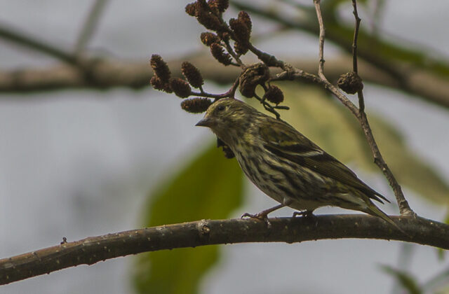 Tibetan Serin