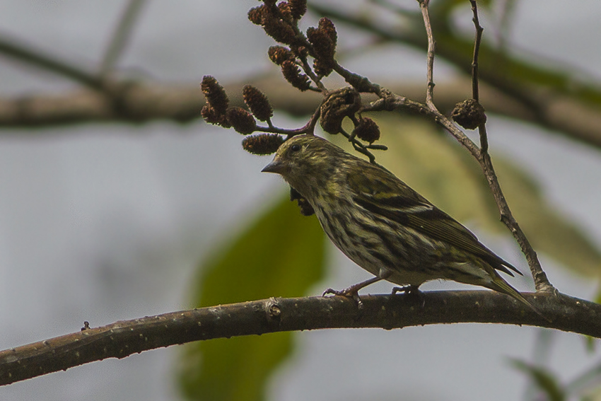 Tibetan Serin