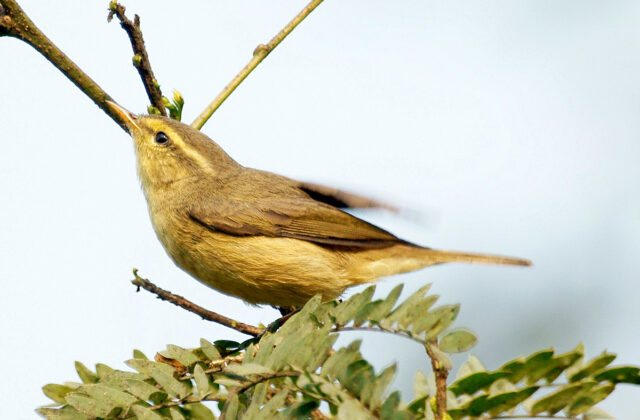 Tickell’s Leaf Warbler