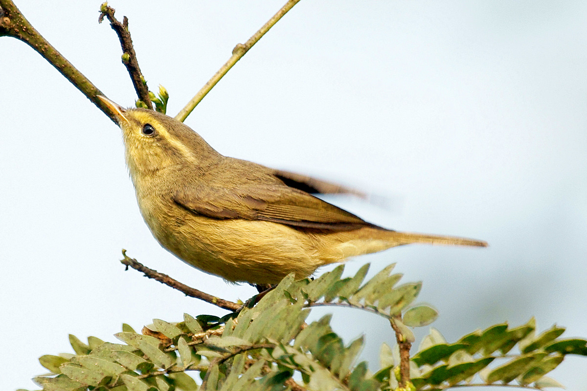 Tickell’s Leaf Warbler