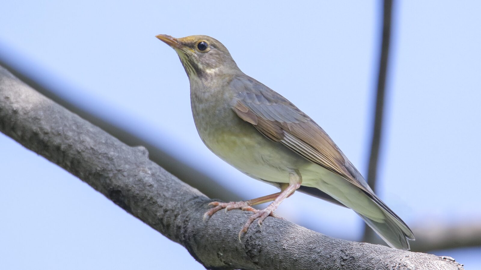 Tickell’s Thrush