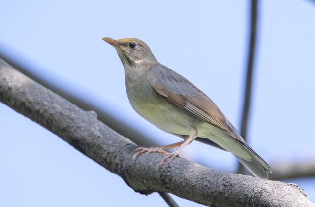 Tickell’s Thrush