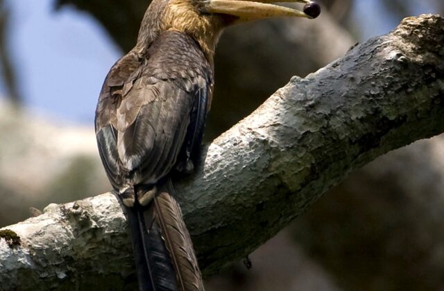 Tickell’s Brown Hornbill