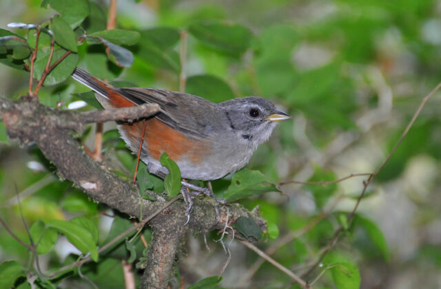 Grey-throated Warbling Finch