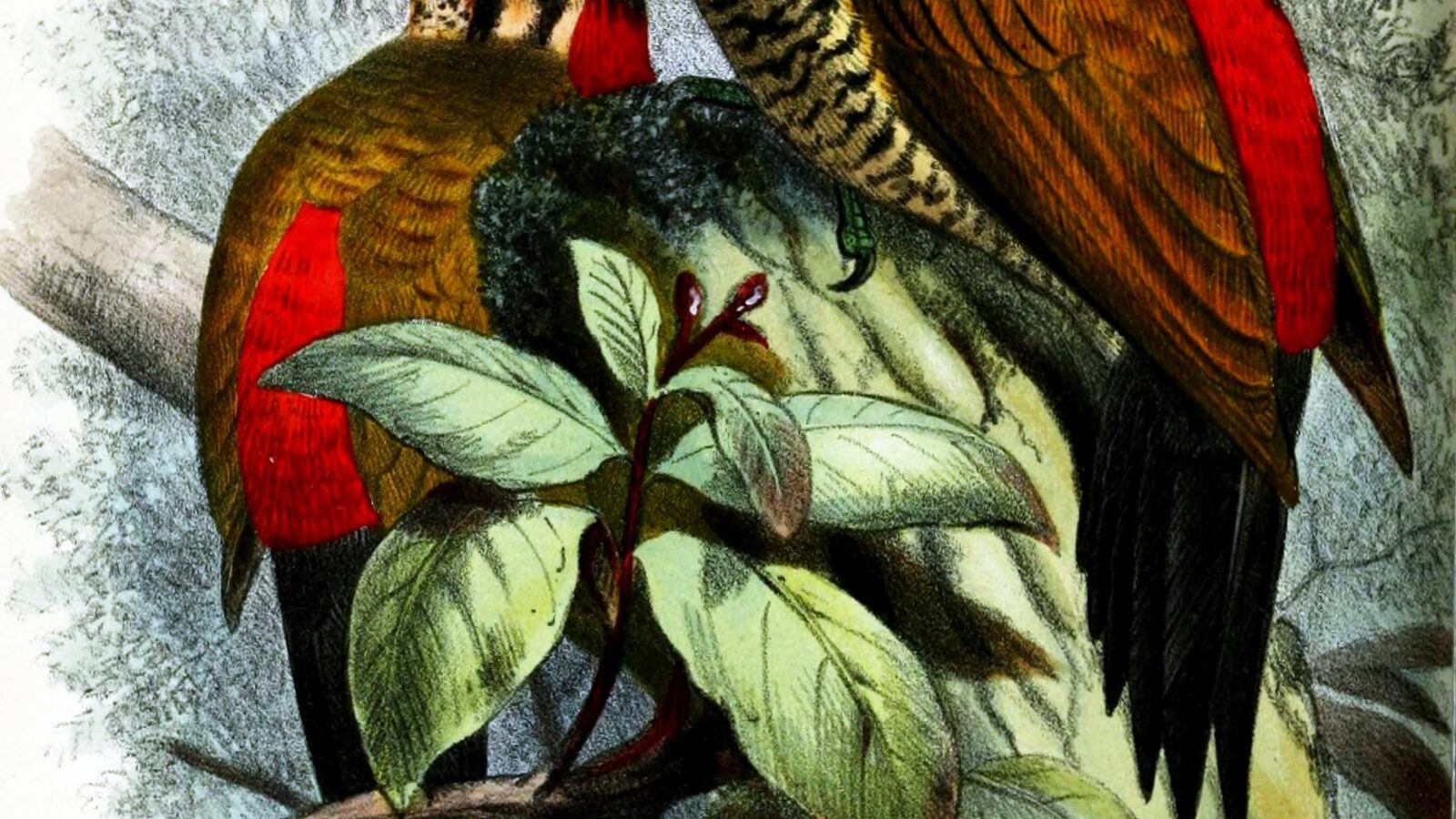 Spot-throated Flameback