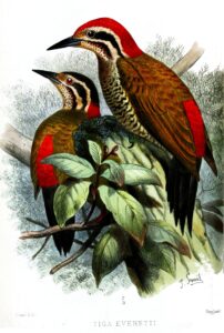 Spot-throated Flameback