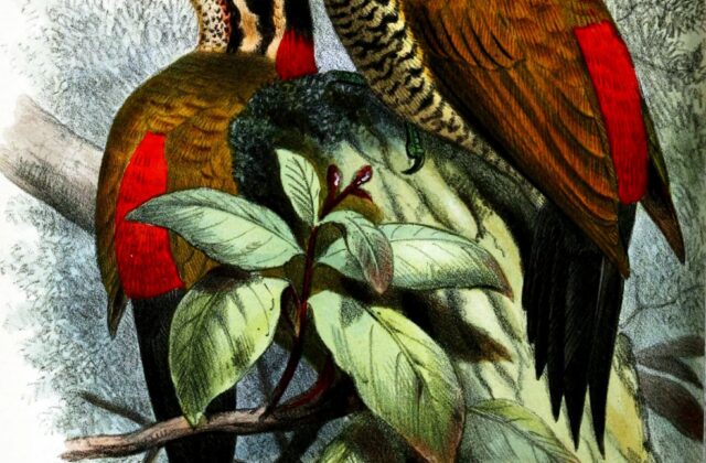 Spot-throated Flameback