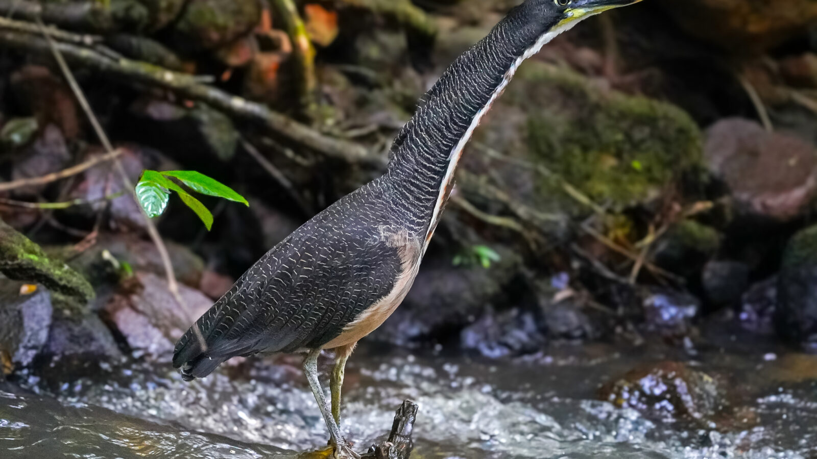 Fasciated Tiger Heron