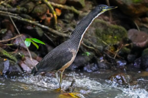 Fasciated Tiger Heron