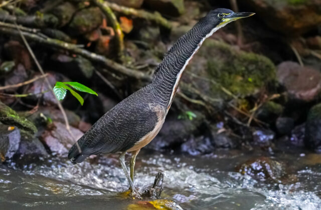 Fasciated Tiger Heron