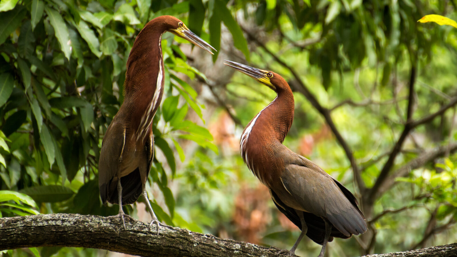 Rufescent Tiger Heron