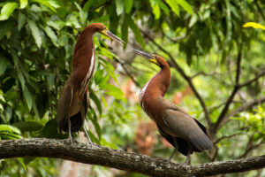 Rufescent Tiger Heron