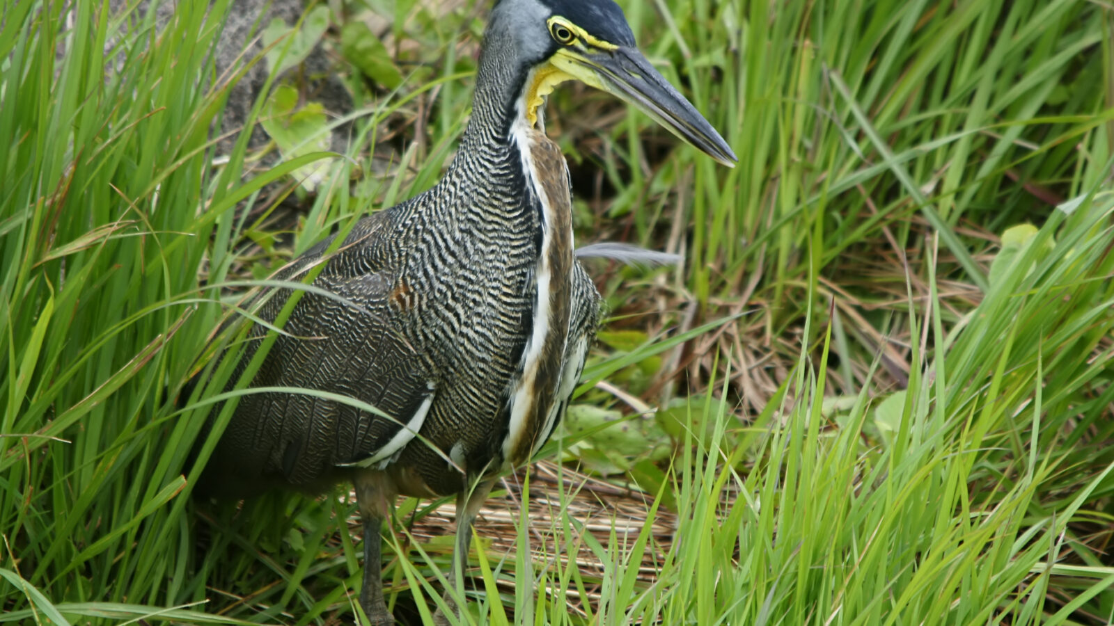 Bare-throated Tiger Heron