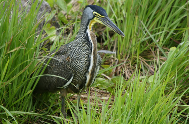 Bare-throated Tiger Heron