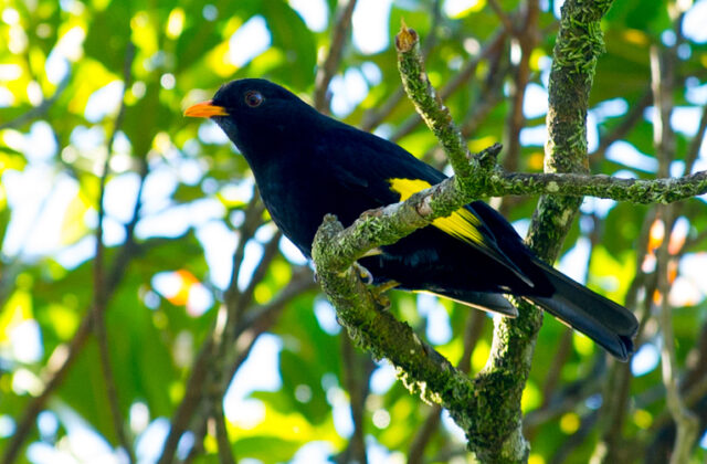 Black-and-gold Cotinga