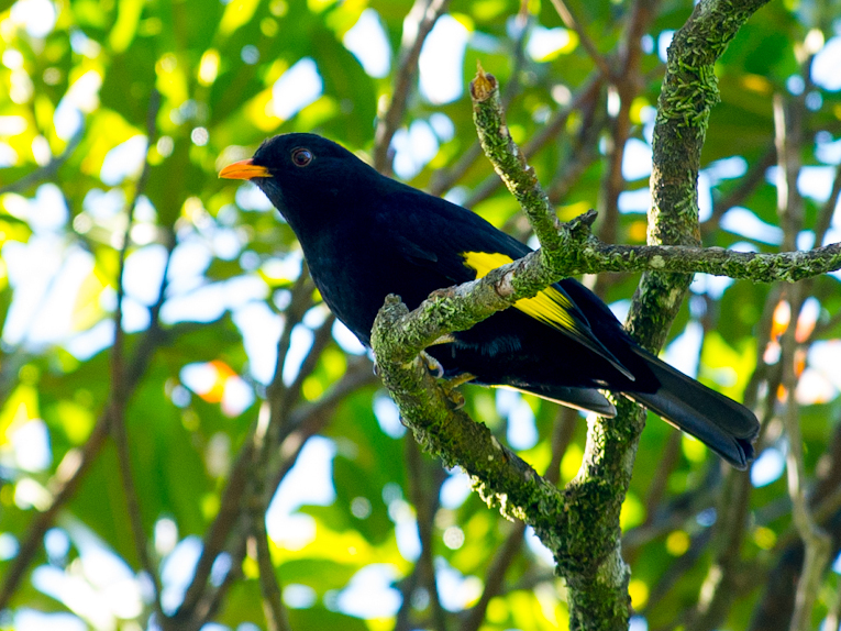 Black-and-gold Cotinga