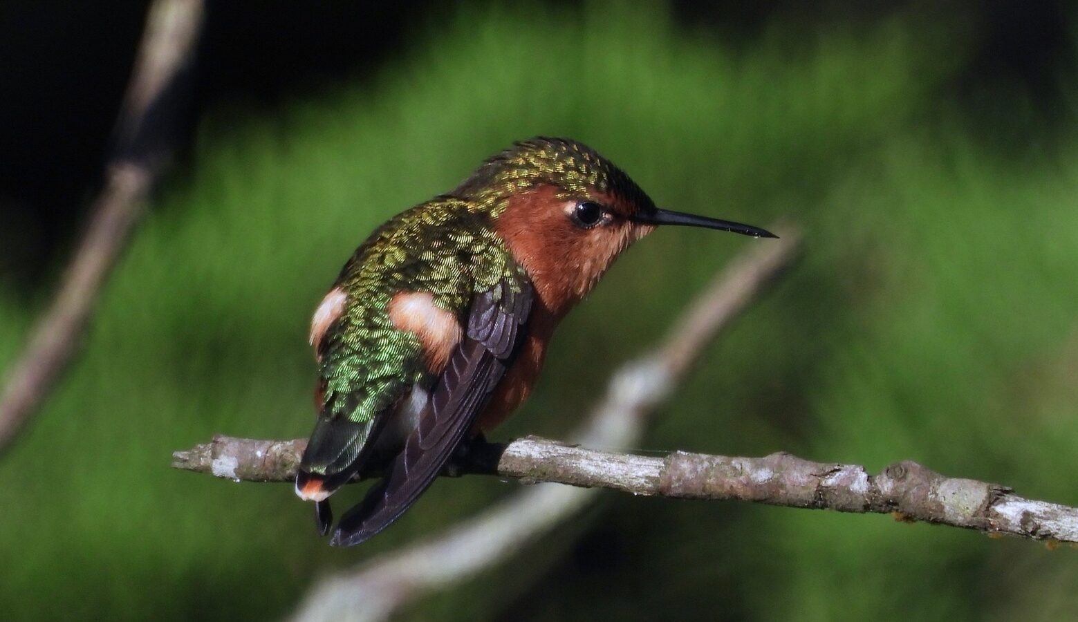 Sparkling-tailed Woodstar