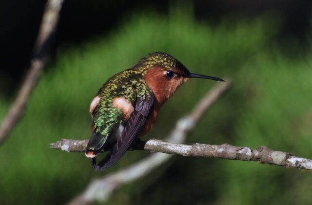 Sparkling-tailed Woodstar