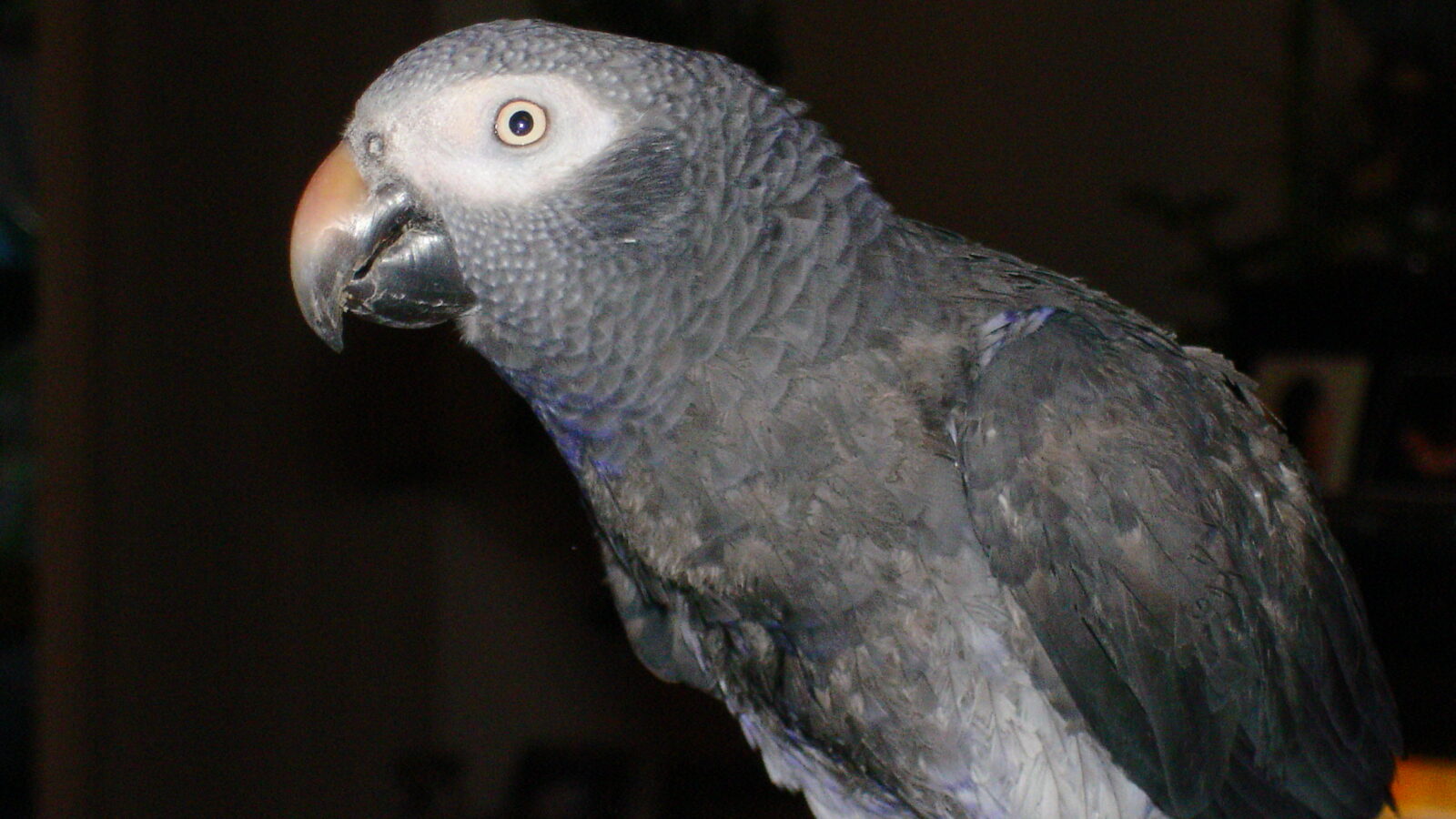 Timneh Parrot