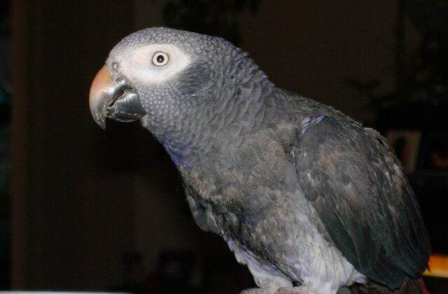 Timneh Parrot