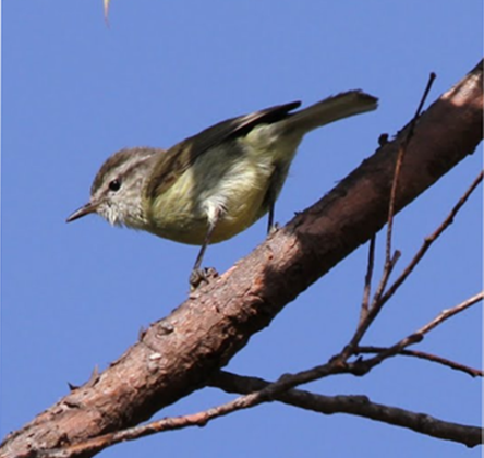 Timor Leaf Warbler