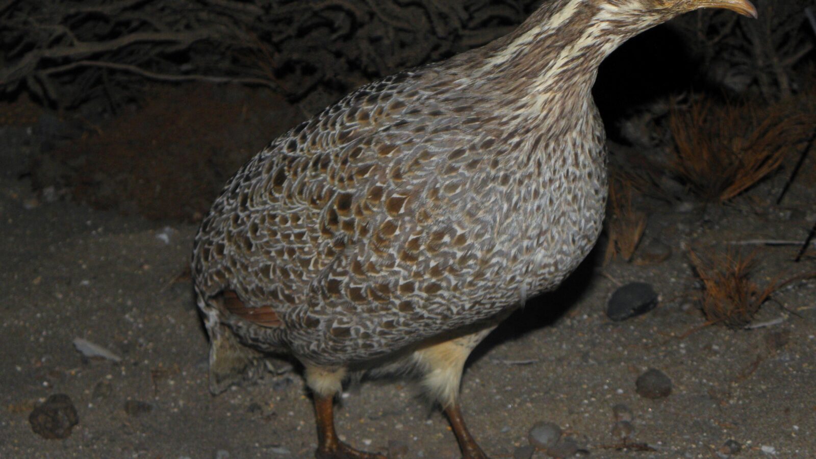 Patagonian Tinamou